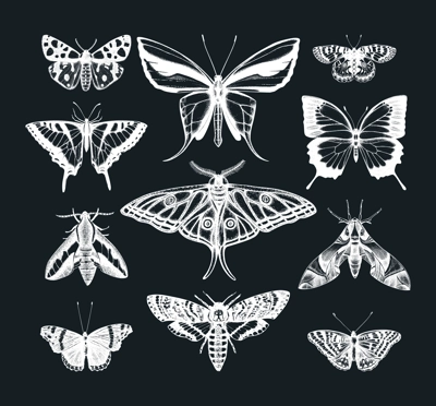 Hand drawn butterflies sketches set on chalkboard. Vintage insects illustrations collection. Entomological drawings of Butterflies outlines for monogram, banner, poster, tattoo, cards design.